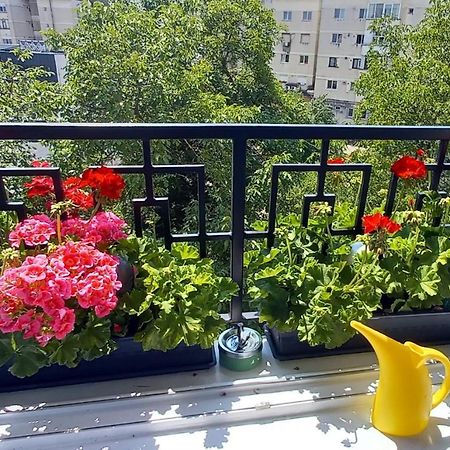 33 Coquette Apartment Baia Mare Extérieur photo